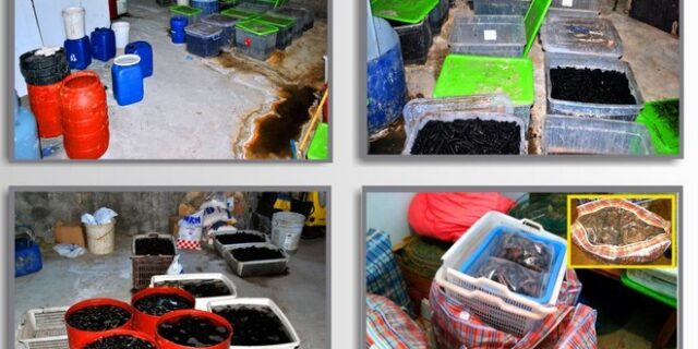 Κινέζοι έστησαν παράνομη μονάδα αλιείας και εξαγωγής ‘θαλασσινών αγγουριών’