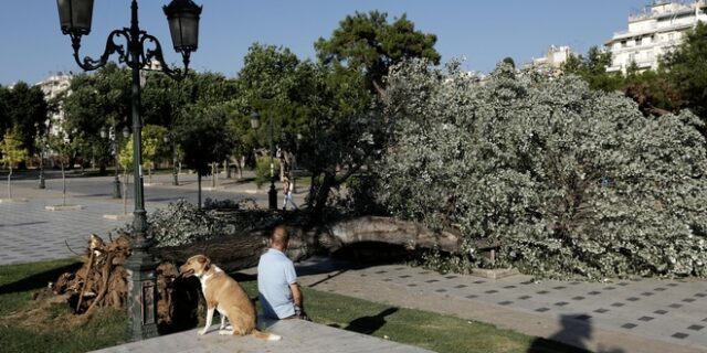 Απότομη η αλλαγή του καιρού: Ισχυρός αέρας ξερίζωσε δέντρο στο κέντρο της Θεσσαλονίκης