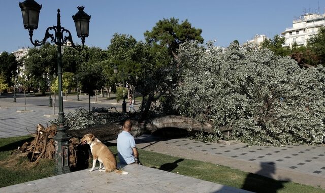 Απότομη η αλλαγή του καιρού: Ισχυρός αέρας ξερίζωσε δέντρο στο κέντρο της Θεσσαλονίκης
