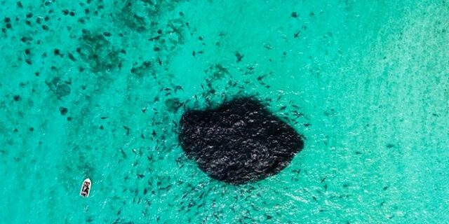 Λουκούλλειο γεύμα: 200 καρχαρίες τσακίζουν κοπάδι ψαριών