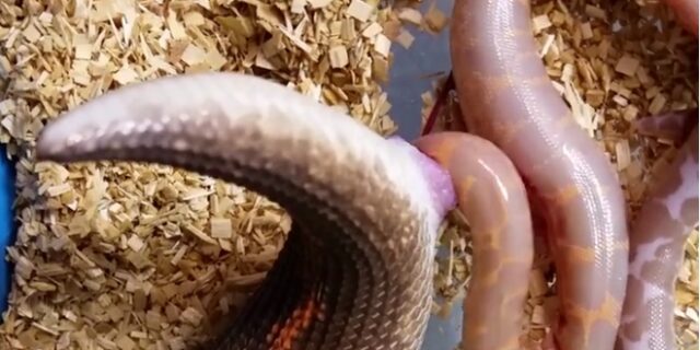 Βίντεο: Γιγάντιος βόας γεννά έξι φίδια και προκαλεί απορίες