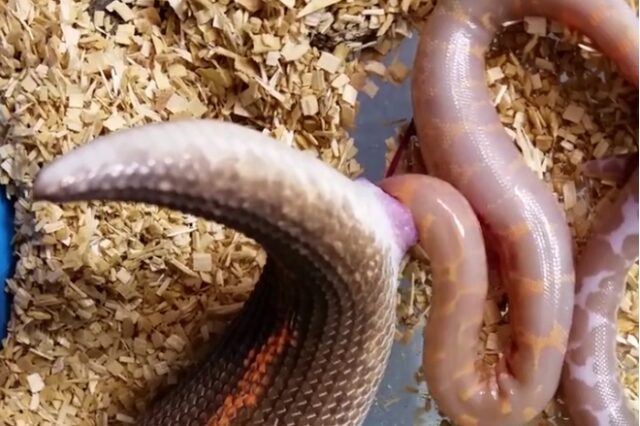 Βίντεο: Γιγάντιος βόας γεννά έξι φίδια και προκαλεί απορίες