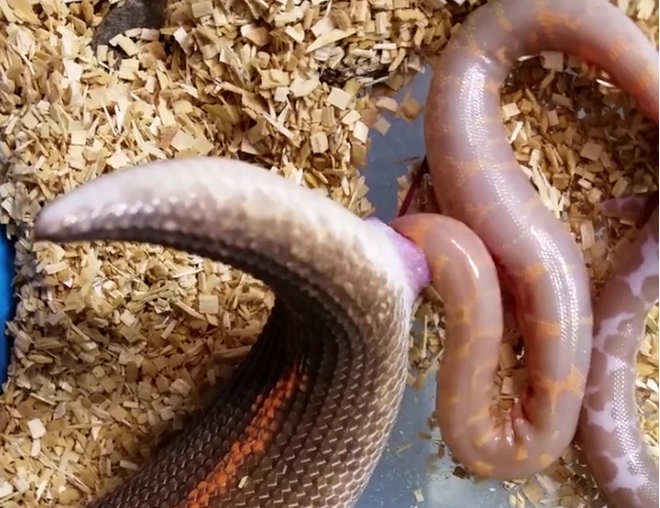Βίντεο: Γιγάντιος βόας γεννά έξι φίδια και προκαλεί απορίες