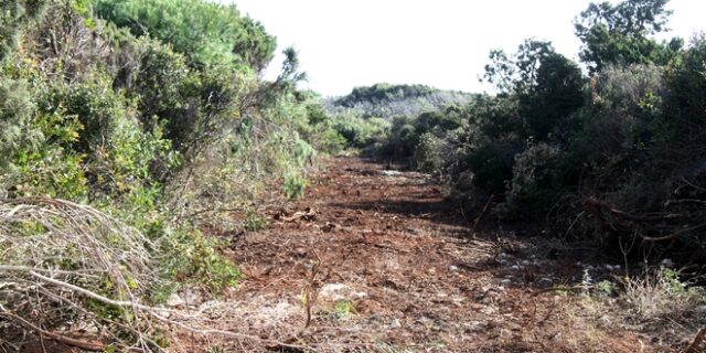 Εγκύκλιος για τις υλοτομίες δασοσυστάδων με το σύστημα της αυτεπιστασίας