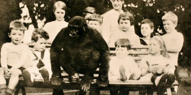 Μηχανή του χρόνου: Ο γορίλας που μεγάλωσε με ανθρώπους όταν τους γονείς του δολοφόνησαν αστυνομικοί