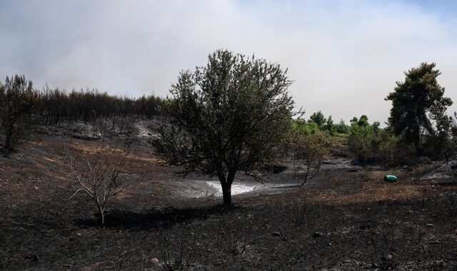 Αποτυπώνοντας την καταστροφή στον Κάλαμο: Η χαρτογράφηση των καμένων εκτάσεων