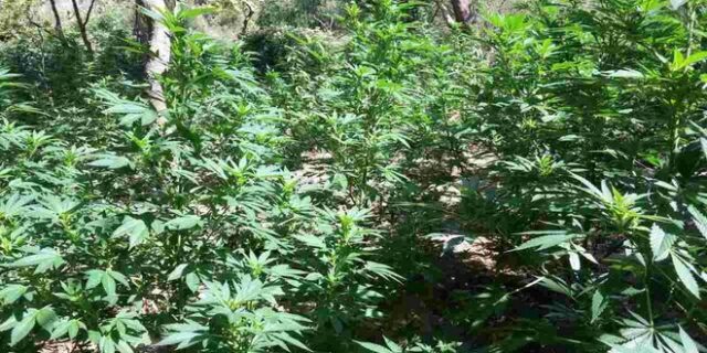 Λακωνία: Εντοπίσθηκαν φυτείες με περισσότερα από 1.200 δενδρύλλια ινδικής κάνναβης