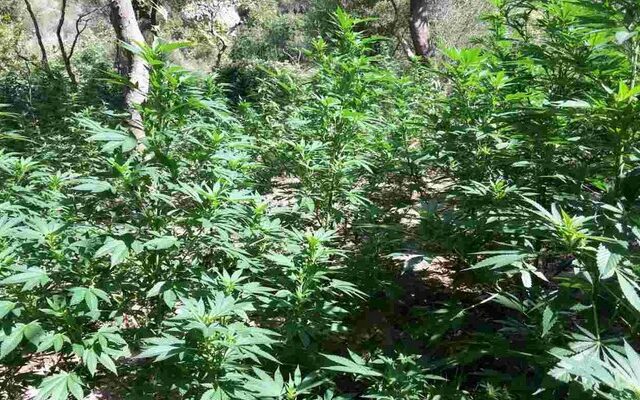 Λακωνία: Εντοπίσθηκαν φυτείες με περισσότερα από 1.200 δενδρύλλια ινδικής κάνναβης