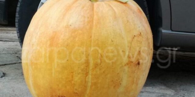 Σοδειά για ρεκόρ γκίνες: Άνδρας στην Κρήτη έβγαλε κολοκύθα 42 κιλών