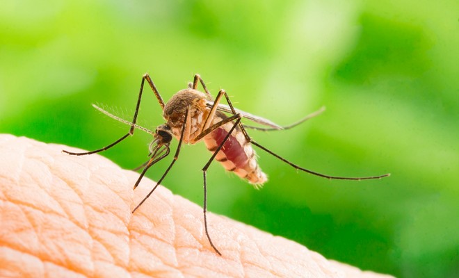 Από τον κήπο στο υπνοδωμάτιο: Πώς να προστατευτείτε από τα κουνούπια