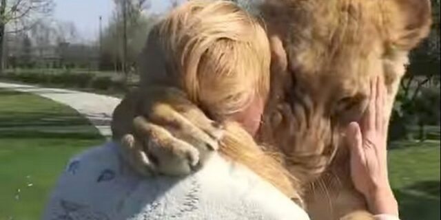 Η απίστευτη αντίδραση λιονταριών όταν βλέπουν τη γυναίκα που τα μεγάλωσε!