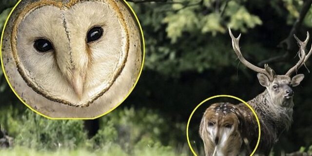Σπάνιο φωτογραφικό καρέ: Το ελάφι που μοιάζει με… κουκουβάγια