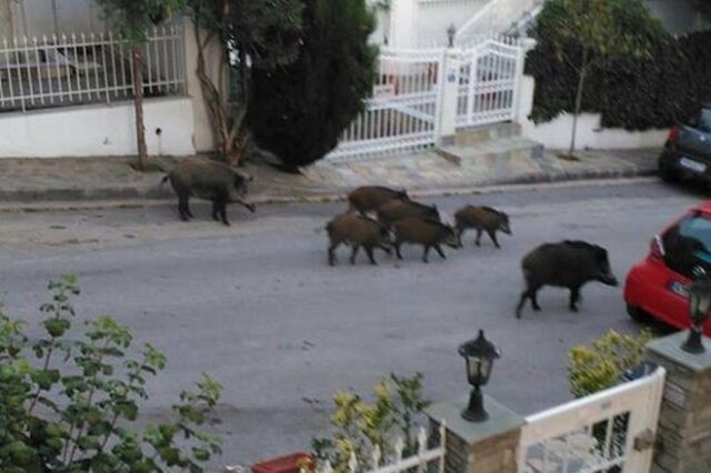 Aγριογούρουνα ‘κόβουν’ βόλτες σε δρόμους της Θεσσαλονίκης