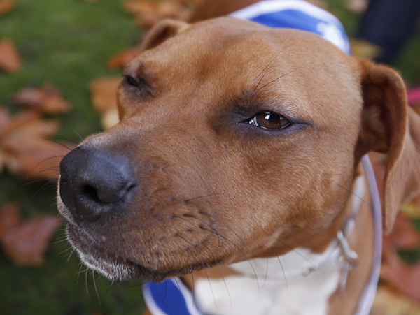 Λονδίνο: Σκύλος έφαγε κοκαϊνη και σκότωσε το αφεντικό του