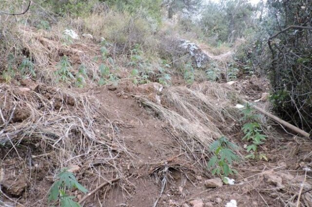 Νέα χασισοφυτεία με πάνω από 100 δενδρύλλια στη Βοιωτία