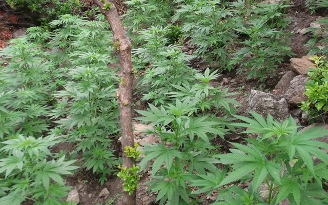 Θεσσαλονίκη: Ένας δάσος από χασισόδεντρα εντόπισε η ΕΛ.ΑΣ. στη λίμνη Κορώνεια