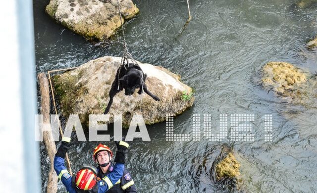 Καρέ – καρέ η επιχείρηση διάσωσης σκύλου στον Αλφειό