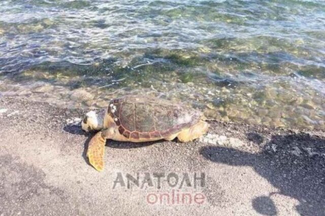 Νεκρή θαλάσσια χελώνα σε ακτή του Λασιθίου