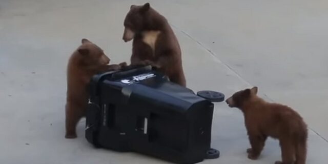 Αρκούδες εναντίον κάδου απορριμάτων σημειώσατε 2