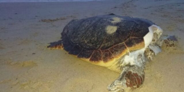 Αποκεφαλισμένες καρέτα – καρέτα ξεβράζει η θάλασσα στην Ελούντα