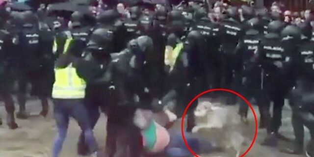 Σκύλος ήρωας στα επεισόδια της Καταλονία