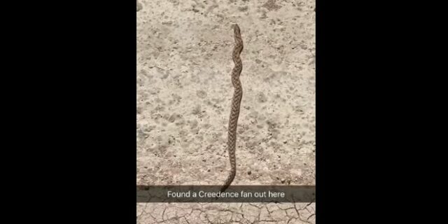 Φίδι χορεύει στους ρυθμούς της ροκ