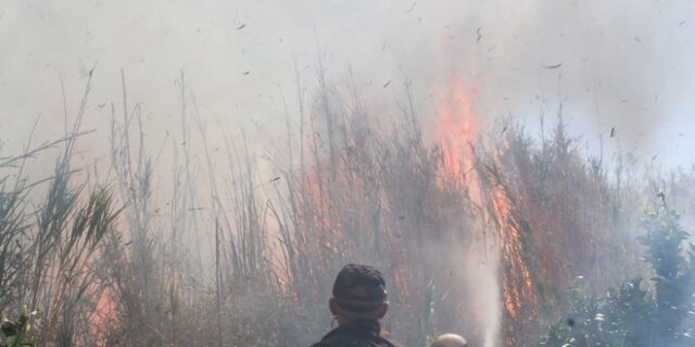 Ηλεία: Νέα πυρκαγιά σε αναγεννημένο πευκοδάσος που είχε καεί το 1998
