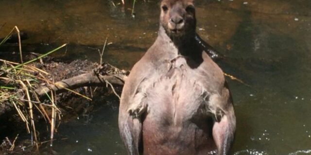 Αυτό είναι το πιο ‘μάτσο’ καγκουρό που έχεις δει ποτέ