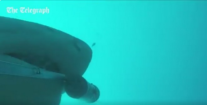 Τα σαγόνια του λευκού καρχαρία καταβροχθίζουν υποβρύχια κάμερα