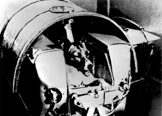 Μηχανή του Χρόνου: Η ιστορία της Λάικα, του αδέσποτου χάσκι που πήγε στο διάστημα πριν τον άνθρωπο