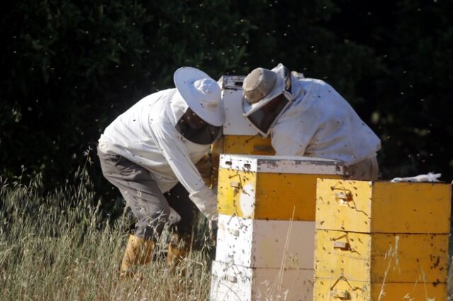 Παγκόσμια έρευνα: Το μέλι κινδυνεύει από τα φυτοφάρμακα