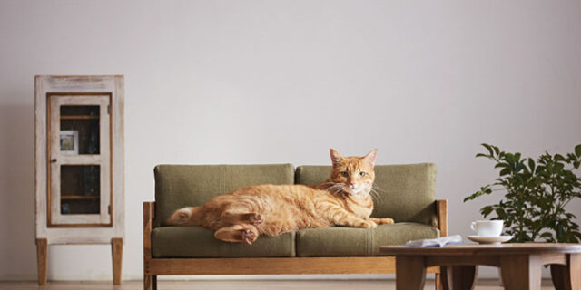 Η νέα μόδα επιβάλλει έπιπλα αποκλειστικά για γάτες