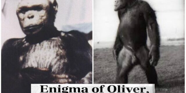 Μηχανή του Χρόνου: Το ‘υβρίδιο’ ανθρώπου και χιμπατζή που του άρεσαν οι γυναίκες