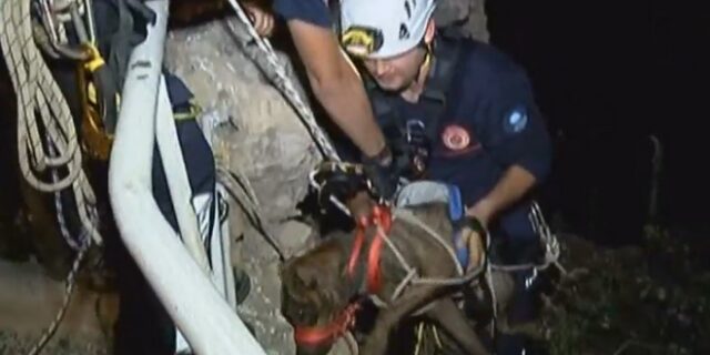 Εικόνες που κόβουν την ανάσα: Διάσωση σκύλου από γκρεμό 30 μέτρων