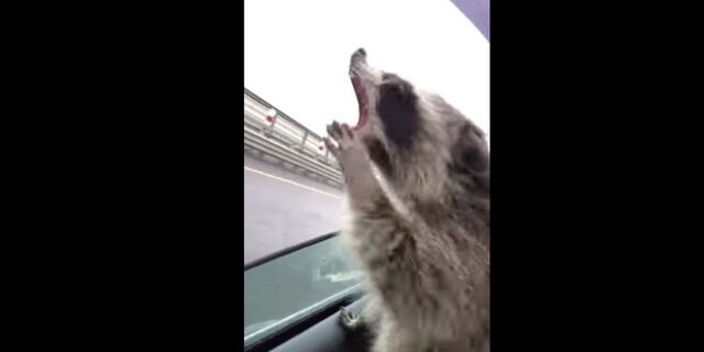 Αυτό το ρακούν τα βάζει με τις σταγόνες της βροχής