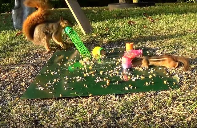 Μην παίζεις ποτέ με το φαγητό ενός σκίουρου – Δες το βίντεο και θα καταλάβεις