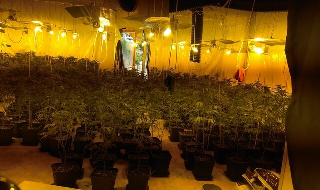 Καλλιεργούσαν υδροπονική κάνναβη αξίας 4 εκατ. ευρώ