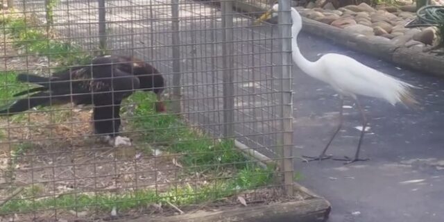 Απίστευτο: Αετός χρησιμοποιεί δόλωμα για να πιάσει ένα πουλί