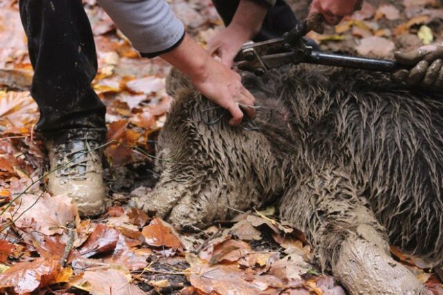 Γρεβενά: Διασώθηκε αρκούδα που είχε πιαστεί σε παράνομη παγίδα για αγριογούρουνα