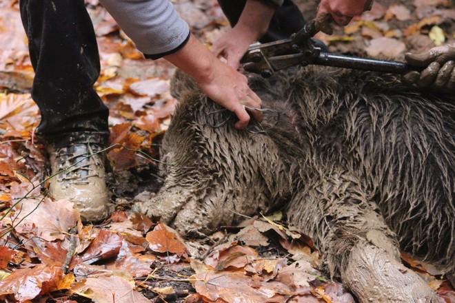 Γρεβενά: Διασώθηκε αρκούδα που είχε πιαστεί σε παράνομη παγίδα για αγριογούρουνα