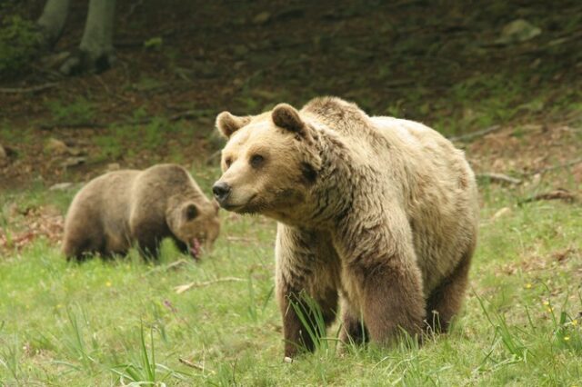 Αρκούδα κάνει βόλτες λίγο έξω από το Παρανέστι Δράμας