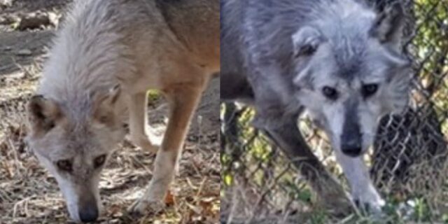 Δύο αδέρφια λύκους από τη Σερβία υιοθέτησε ο ‘Αρκτούρος’