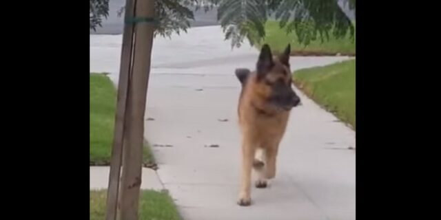 Βίντεο: Σκύλος φρικάρει νομίζοντας ότι… έχασε το αφεντικό του