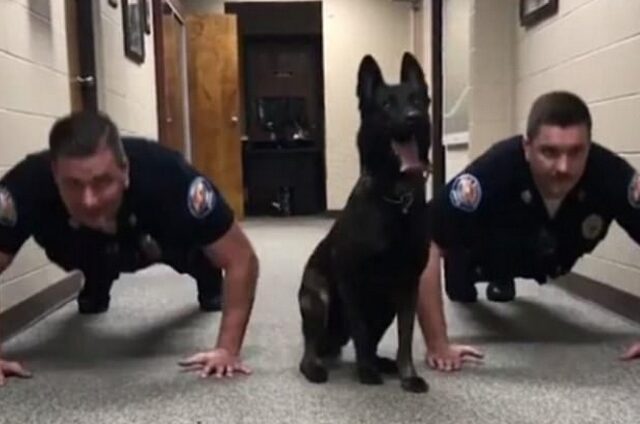 Σκύλος της αστυνομίας δείχνει στους συναδέλφους του πώς κάνουν κάμψεις