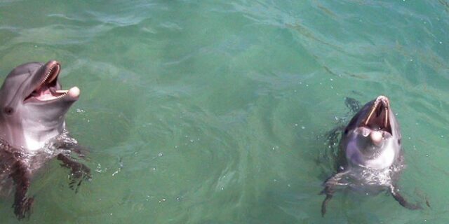 Τα δελφίνια αναγνωρίζουν τον εαυτό τους στον καθρέφτη, νωρίτερα και από τα παιδιά