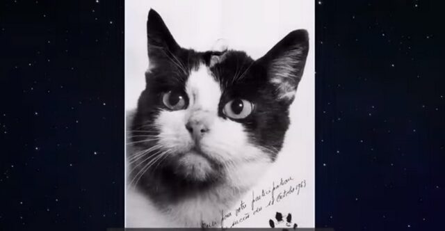 Φελισέτ: Η πρώτη γάτα που ταξίδεψε στο διάστημα, αποκτά το μνημείο που της αξίζει