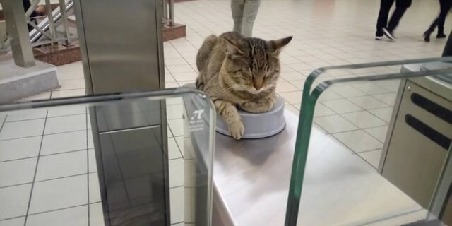 Ο γάτος που ‘τεστάρει’ το ηλεκτρονικό εισιτήριο στον σταθμό του μετρό