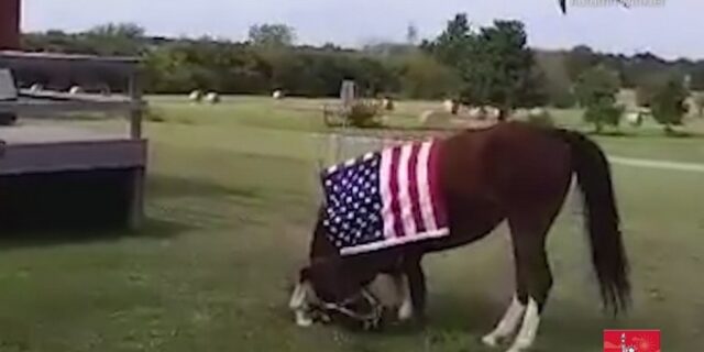 Άλογο υποκλίνεται μπροστά σε βετεράνους πολέμου