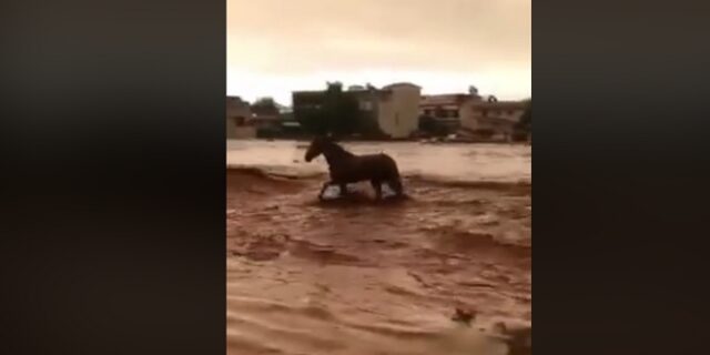 Βίντεο: Άλογο παλεύει με χείμαρρο στη Μάνδρα και βγαίνει ζωντανό