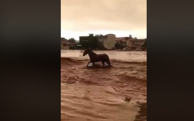 Βίντεο: Άλογο παλεύει με χείμαρρο στη Μάνδρα και βγαίνει ζωντανό